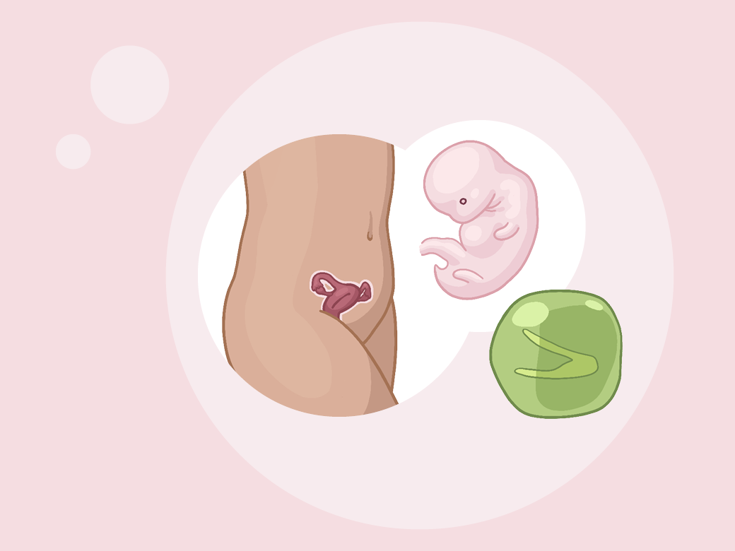 Illustration eine eines kindes im mutterleib und eines apfels.