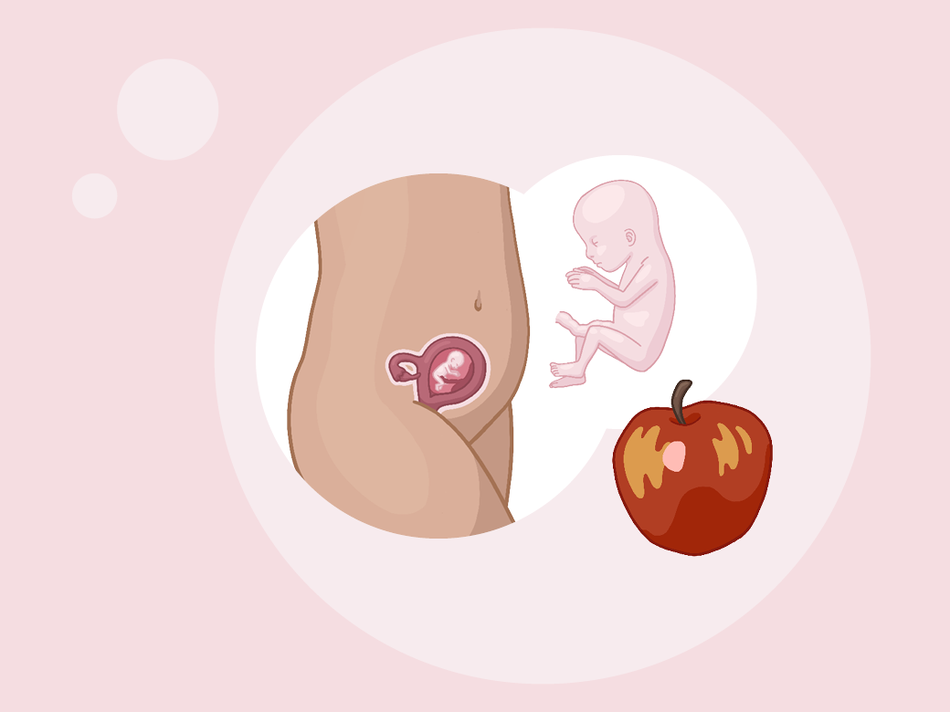 Illustration eine eines kindes im mutterleib neben einem apfel.