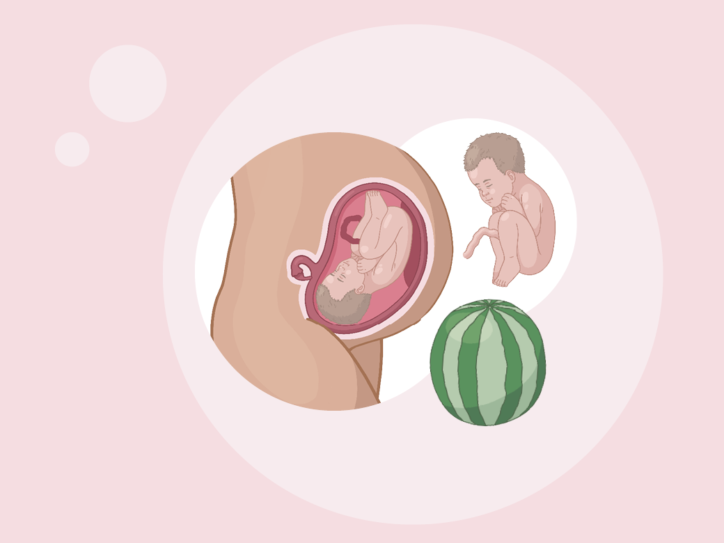 Baby ein im mutterleib mit einem wassermel.