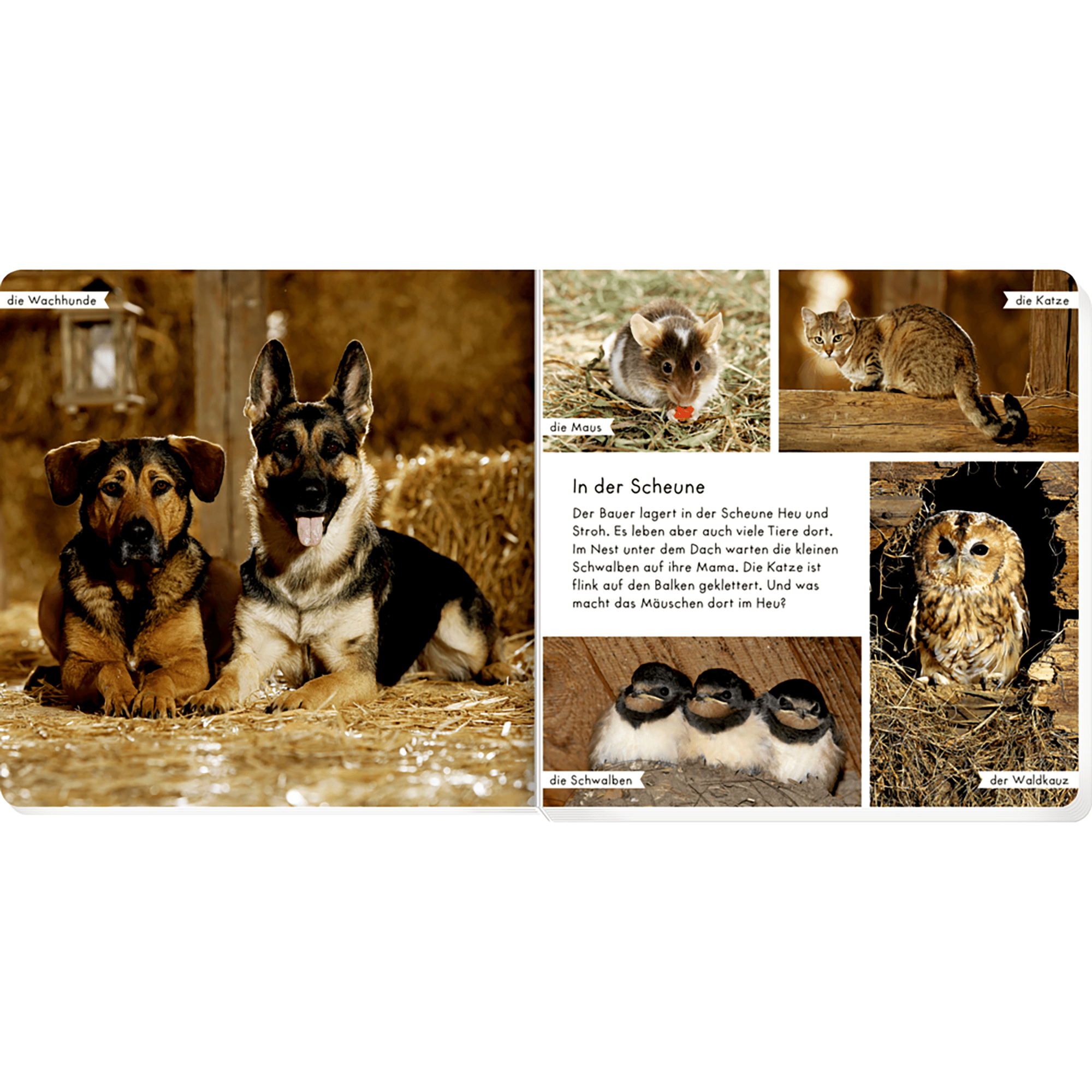 Bilderbücher, COPPENRATH, Braun – Produktansicht