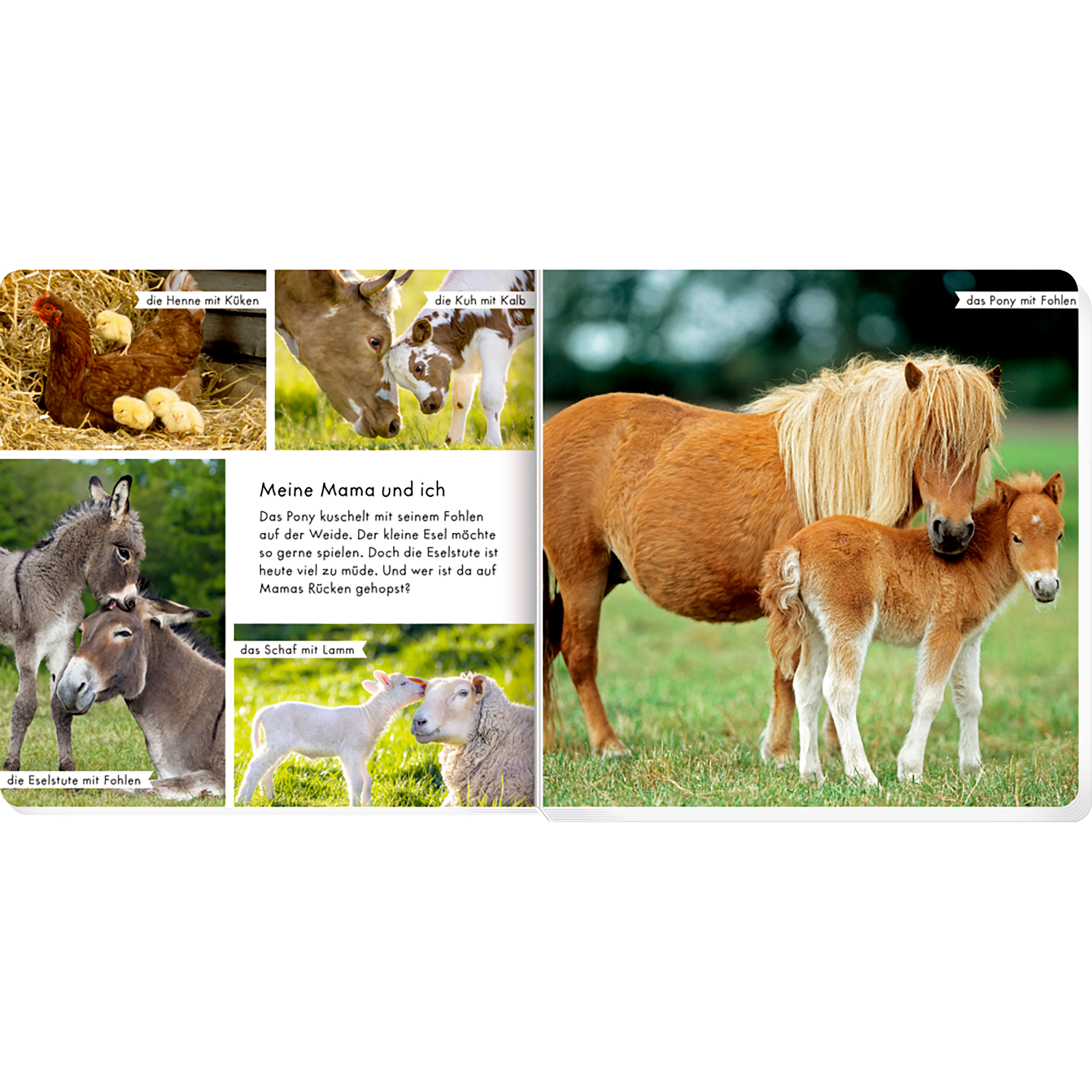 Bilderbücher, COPPENRATH, Braun – Produktansicht