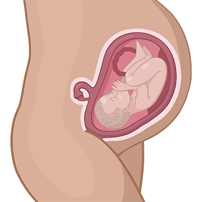 Baby ein im mutterleib.