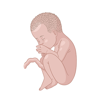 Baby im bauch schwangerschaftswoche 36.