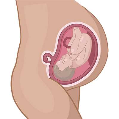 Baby ein im mutterleib.