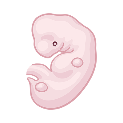 Embryo-Fötus SSW 5 0,1 bis 0,2cm Größe